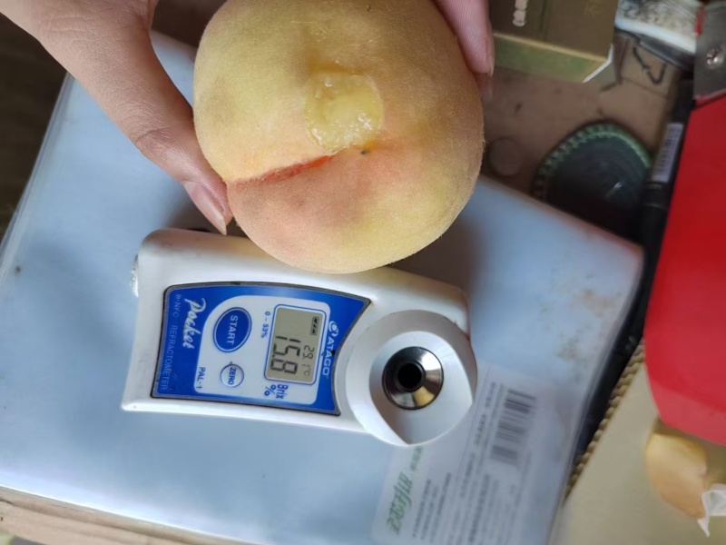 上海水蜜桃大量上市,周边对接市场，商超，工厂需要的联系我
