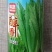 绵蔬醉香油麦菜种子叶片平整长势快早熟耐热香脆嫩四季油麦菜