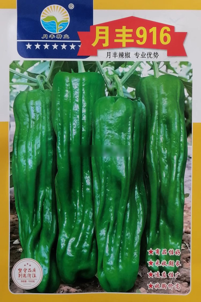 月丰916薄皮皱皮泡椒辣椒种子芜湖椒种籽皮薄肉脆质嫩味辣