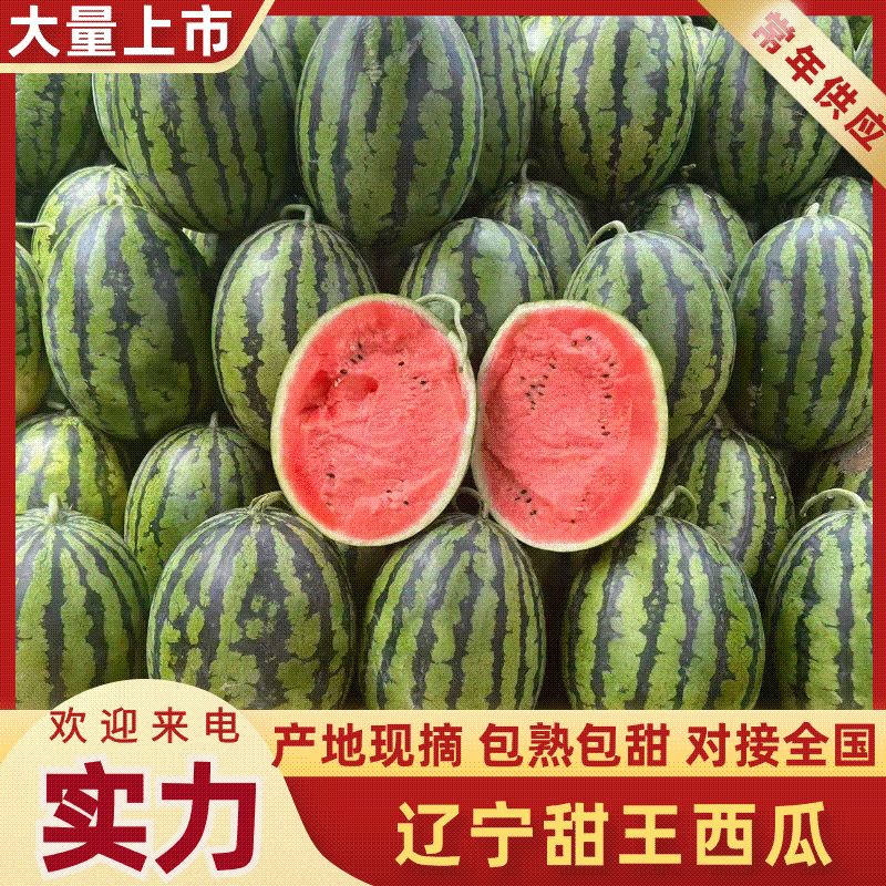 辽宁新民西瓜代办代收/辽宁西瓜产地代办代收/甜王西瓜代办