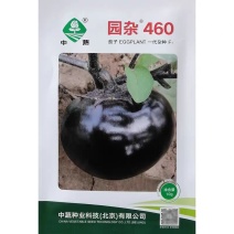 中蔬园杂460茄子种子紫黑色圆茄子种籽杂交黑圆茄种子