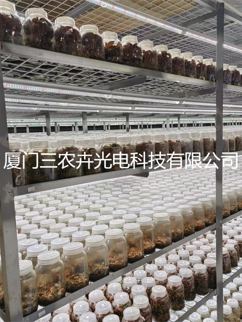 90cm-金线莲组培灯