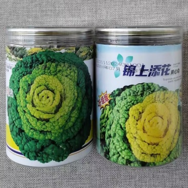 锦上添花黄心乌种子耐寒矮株黄心菜种籽心叶金黄乌塌菜叶褶多