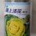 锦上添花黄心乌种子耐寒矮株黄心菜种籽心叶金黄乌塌菜叶褶多