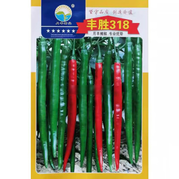 丰胜318深绿线椒种子青红两用辣椒种籽辣味香浓高产抗病