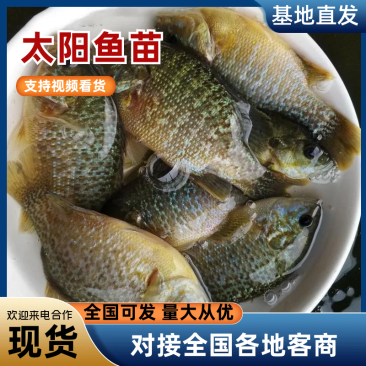 太阳鱼鱼苗杂交蓝腮太阳鱼苗基地直销提供技术指导