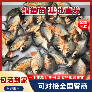 红鲳鱼苗快大种易喂养抗病能力强基地直销提供技术指导