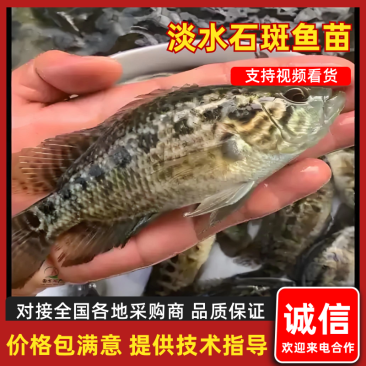 珍珠斑鱼苗东星斑鱼苗淡水光唇溪石斑鱼苗提供技术指导