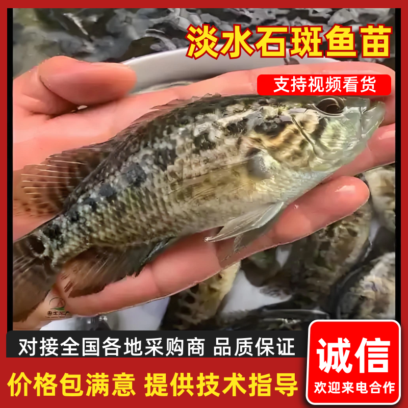 珍珠斑鱼苗东星斑鱼苗淡水光唇溪石斑鱼苗提供技术指导