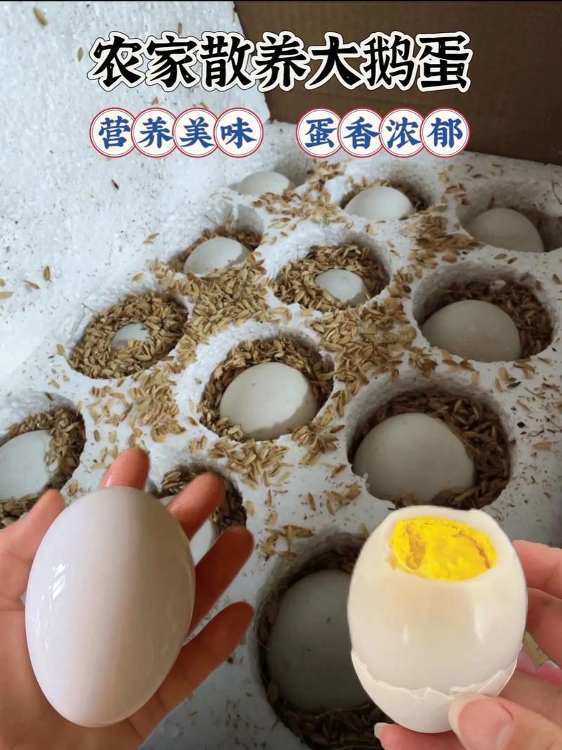 土鹅蛋笨鹅蛋农家散养大白鹅蛋