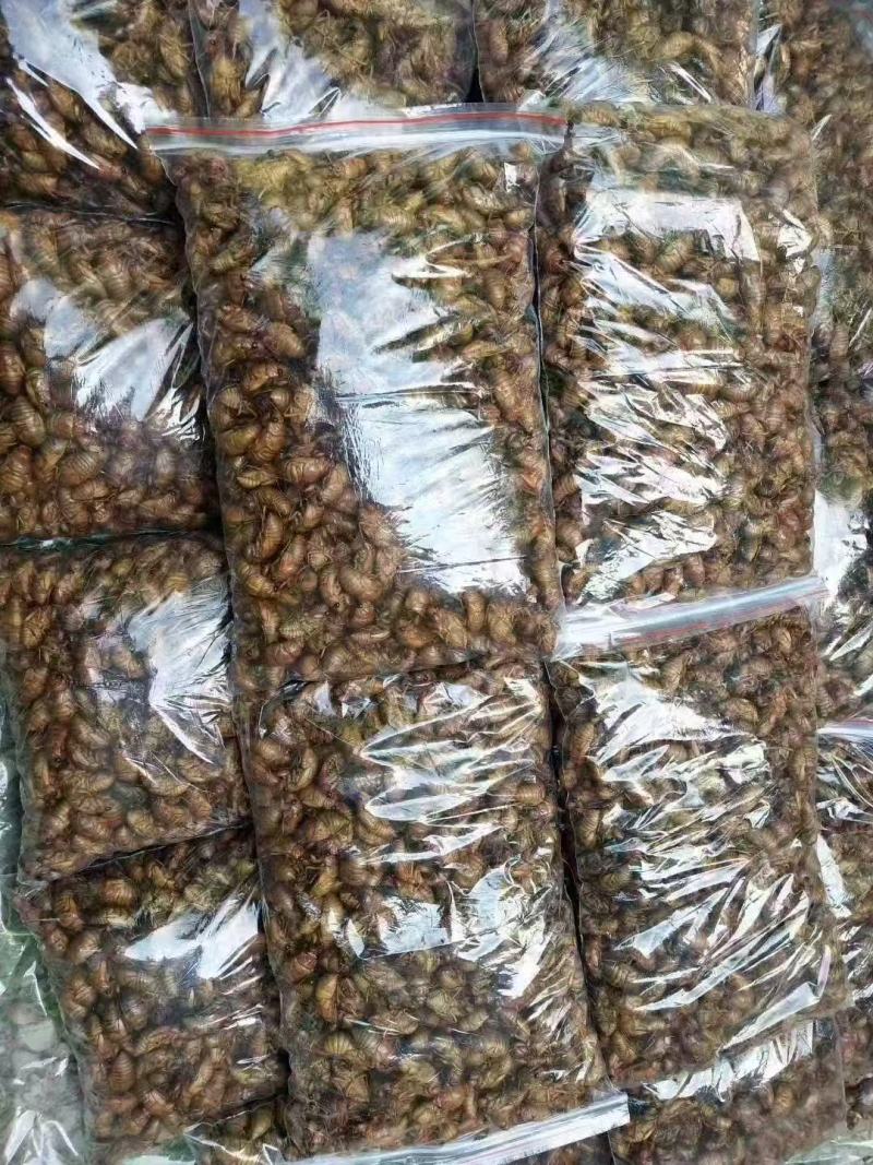 知了猴大量供应冷链发货全国供应可视频看货