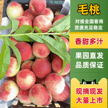 中桃4-13号美翠红艳产地一手货源发全国