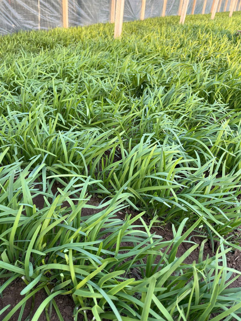 河北大叶韭菜万亩基地产地直发，量大从优，全年供货一手货源