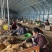 精品大叶韭菜根产地直销量大质优对接电商平台，等各类客户
