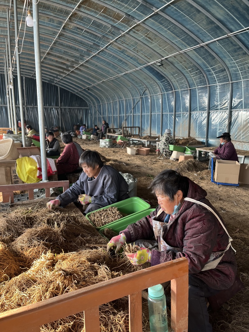精品大叶韭菜根产地直销量大质优对接电商平台，等各类客户