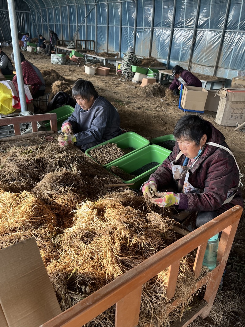 精品大叶韭菜根产地直销量大质优对接电商平台，等各类客户