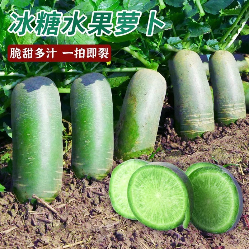 冰糖脆水果萝卜种子10g绿皮绿肉清脆可口大田基地