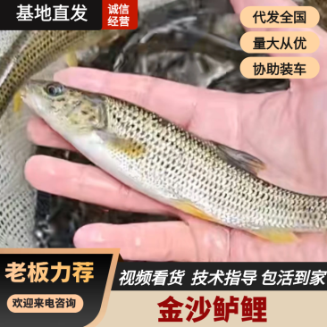 金沙鲈鲤/豹纹花鱼/大花鱼/抗病力强/