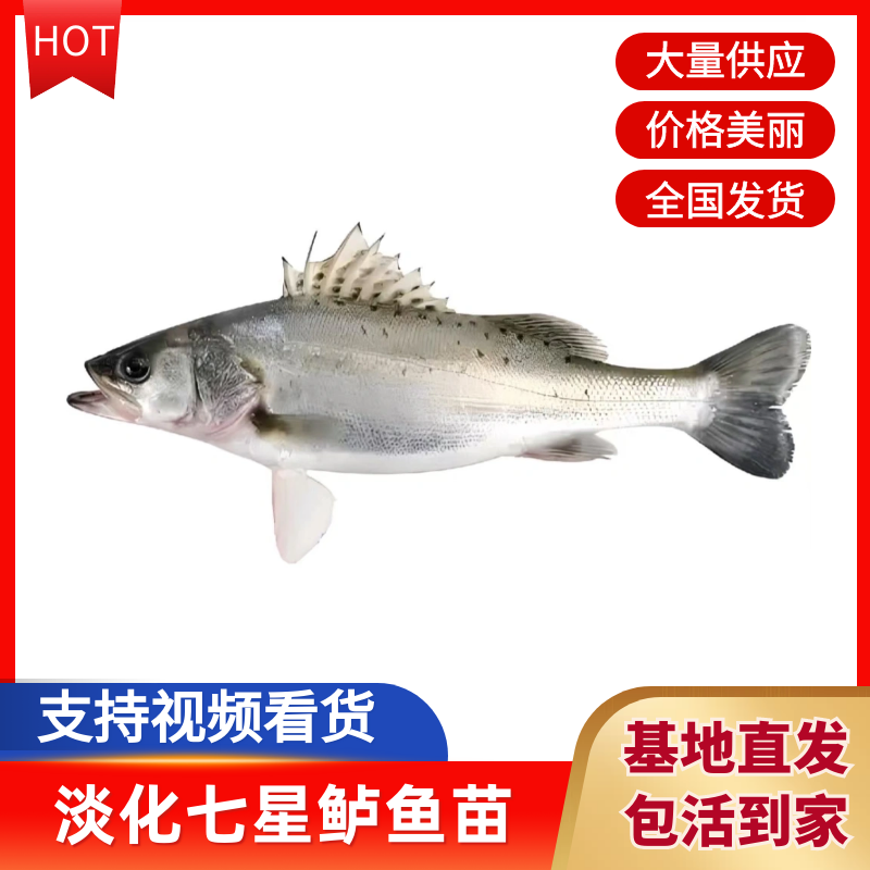淡化七星鲈鱼苗淡水均可养殖长势快抗病能力强提供技术指导