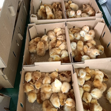 本厂孵化各种鸡苗，厂家直供，包疫苗包成活包运输。