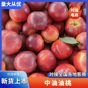 【优选】油桃产地直销对接各大电商商超社区团购等