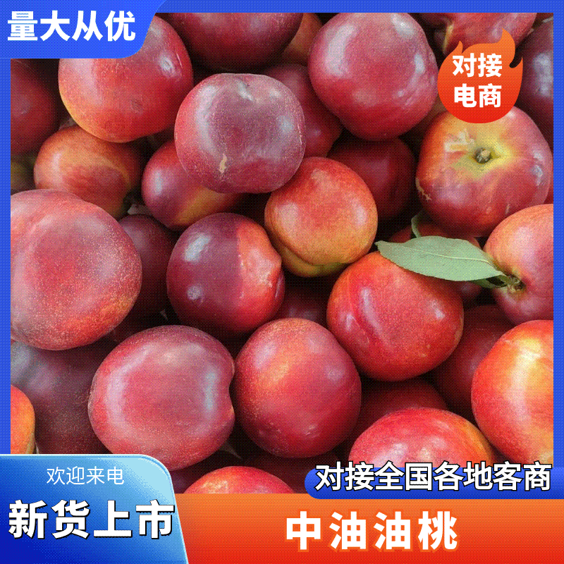 【优选】油桃产地直销对接各大电商商超社区团购等