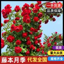 藤本月季爬藤月季欧月粉龙红龙蓝色阴雨30多个品种