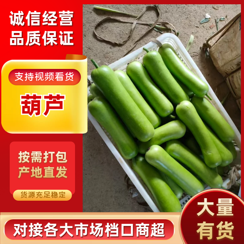 福建南平精品葫芦源头产地现摘现发对接全国各大市场商超