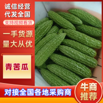福建精品绿油苦瓜源头产地品质保证欢迎各地采购商来电质询