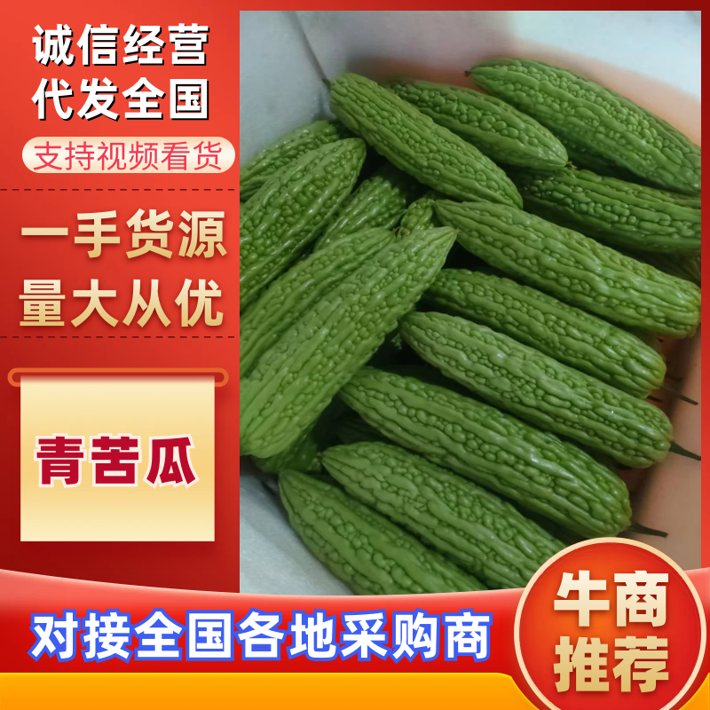 福建精品绿油苦瓜源头产地品质保证欢迎各地采购商来电质询