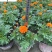 孔雀草基地直供橙色黄色孔雀草批发成都孔雀草基地直供