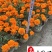 孔雀草基地直供橙色黄色孔雀草批发成都孔雀草基地直供