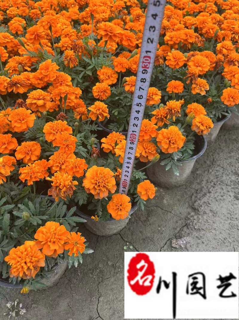 孔雀草基地直供橙色黄色孔雀草批发成都孔雀草基地直供