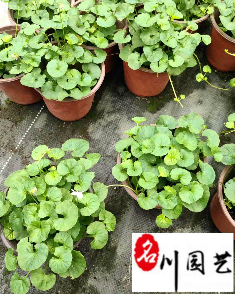 熊猫堇杯苗盆苗批发花境花坛园艺花卉成都熊猫堇基地直供