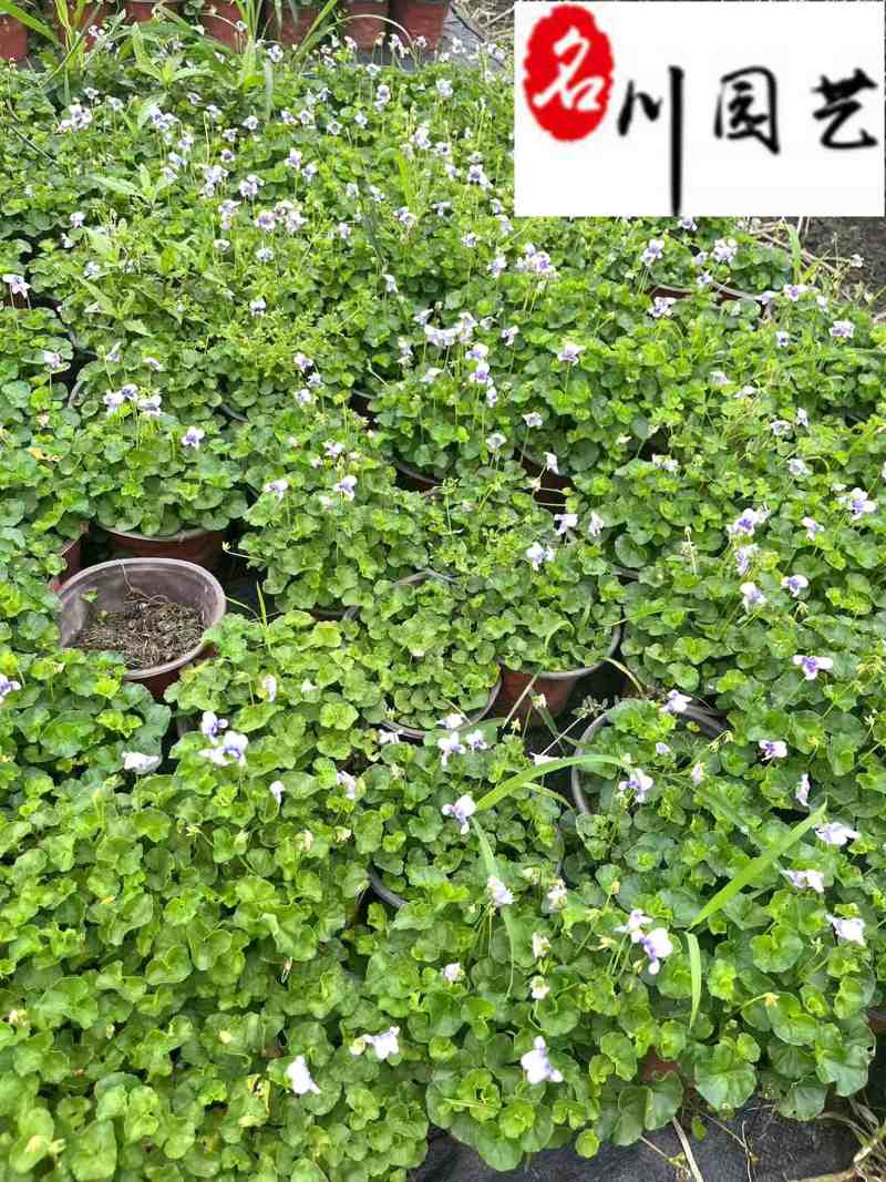 熊猫堇杯苗盆苗批发花境花坛园艺花卉成都熊猫堇基地直供