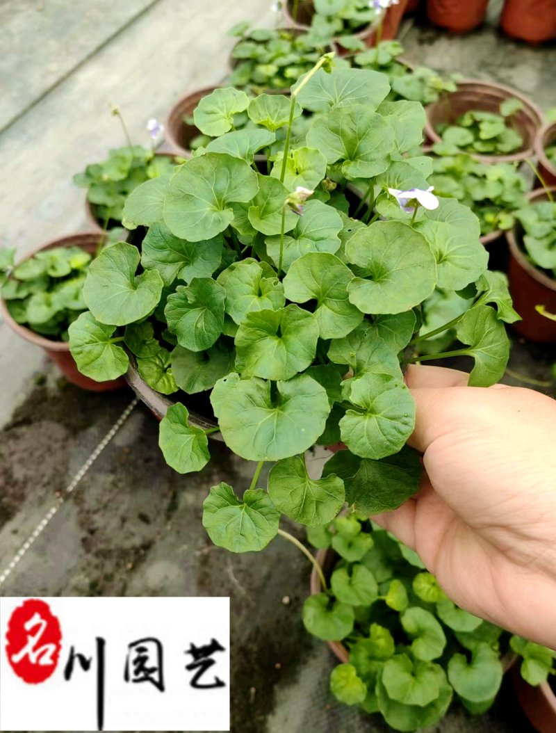 熊猫堇杯苗盆苗批发花境花坛园艺花卉成都熊猫堇基地直供