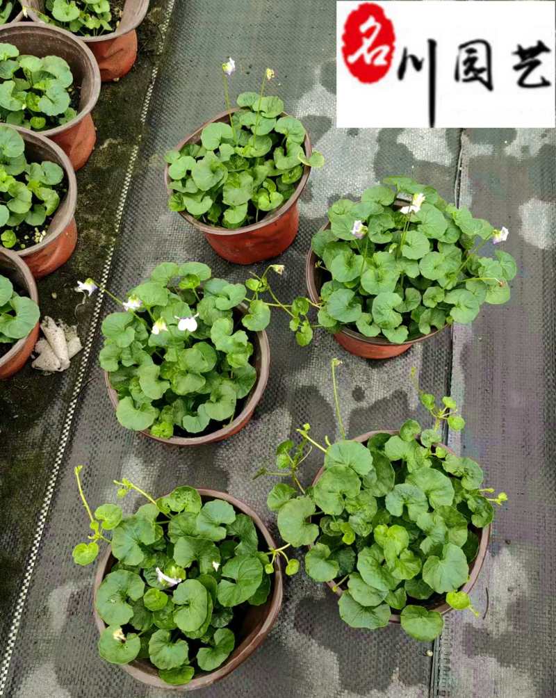 熊猫堇杯苗盆苗批发花境花坛园艺花卉成都熊猫堇基地直供