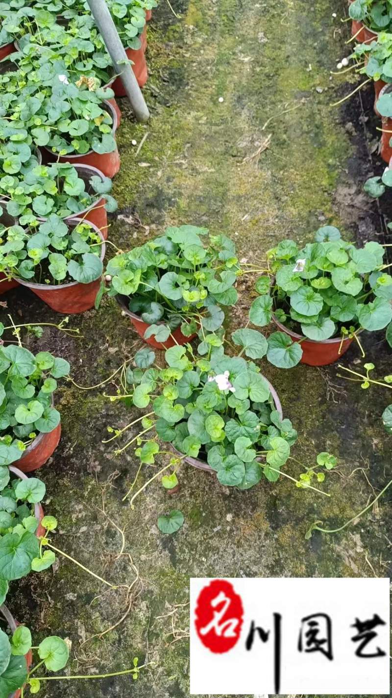 熊猫堇杯苗盆苗批发花境花坛园艺花卉成都熊猫堇基地直供