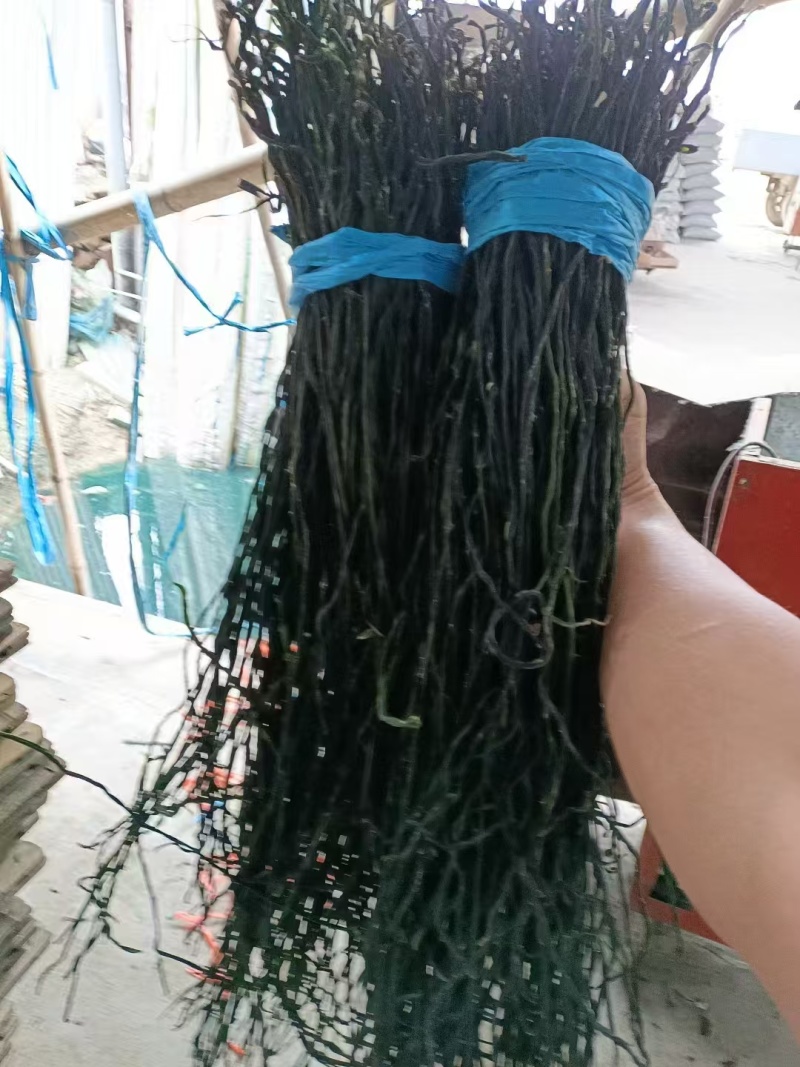 烘干豆角脱水长豆角量大质优价格优惠欢迎各大老板采购