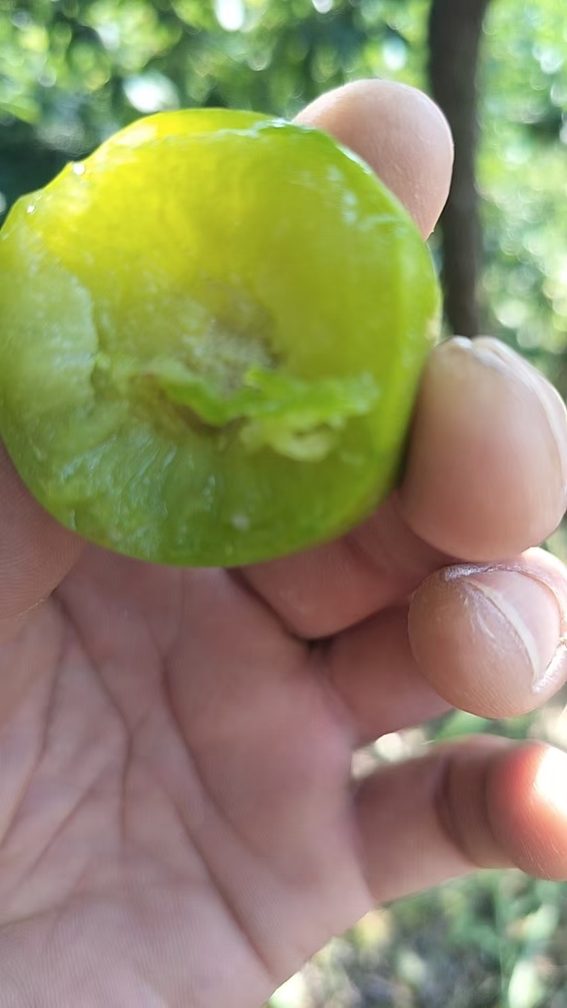 万州青脆李子大量上市重庆李子脆甜可口产地一手货源