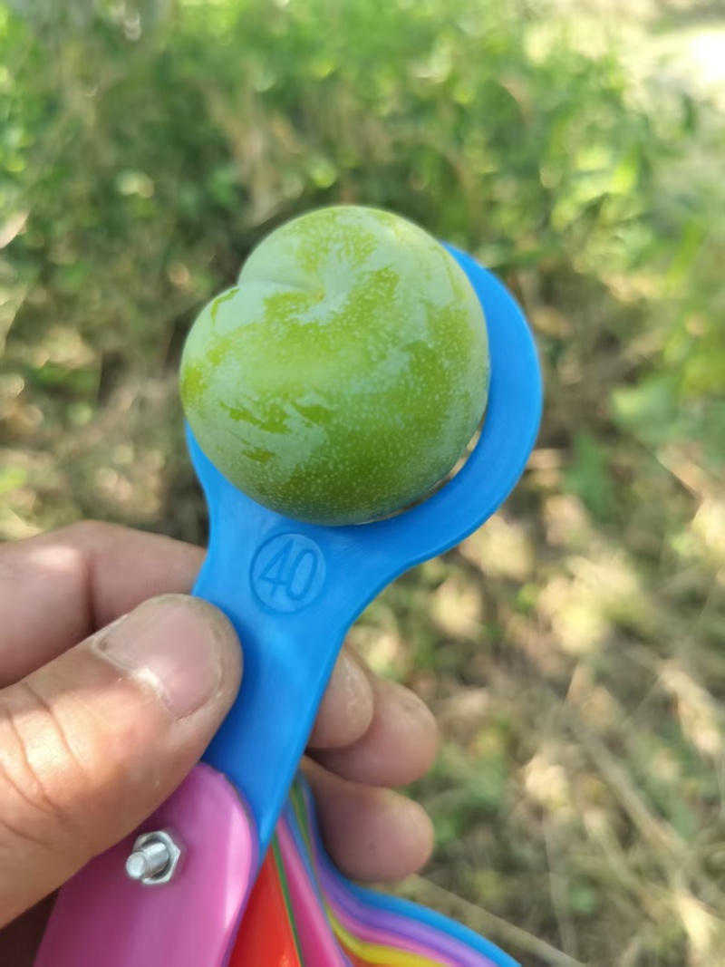 万州青脆李子大量上市重庆李子脆甜可口产地一手货源