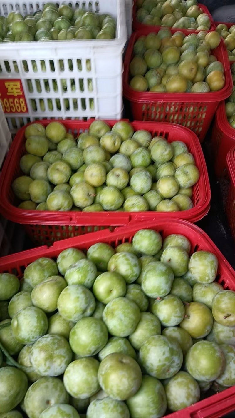 万州青脆李子大量上市重庆李子脆甜可口产地一手货源