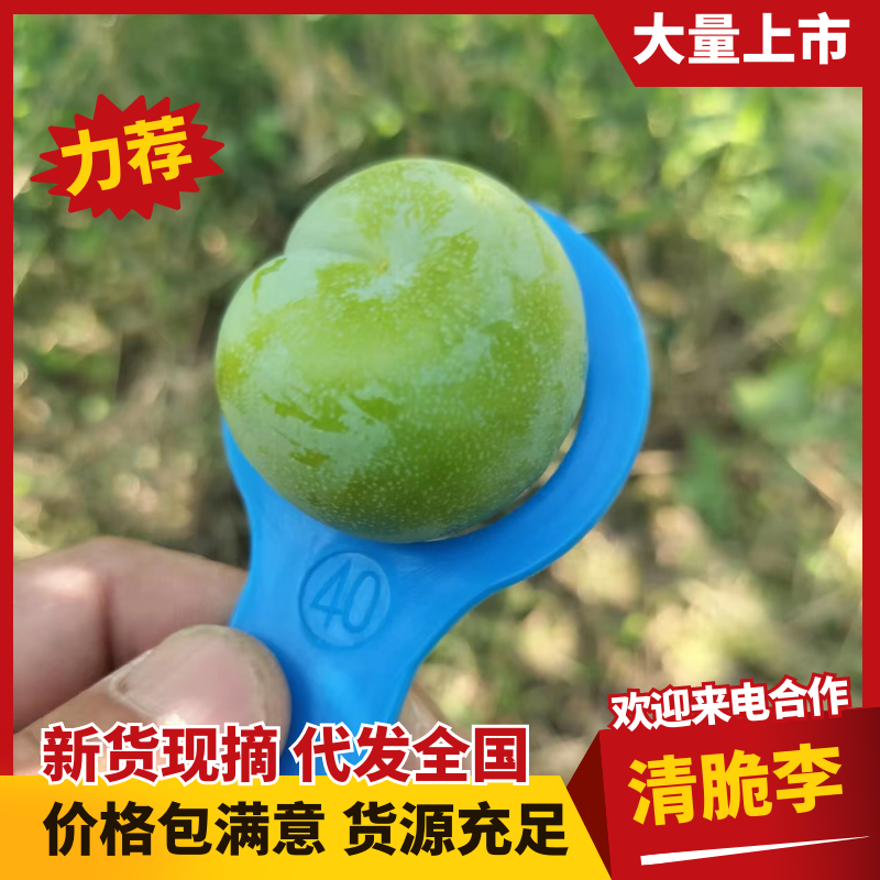 青脆李子大量上市脆甜可口产地直发品质保障对接全国