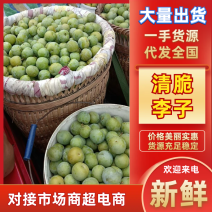 万州青脆李子大量上市重庆李子脆甜可口产地一手货源
