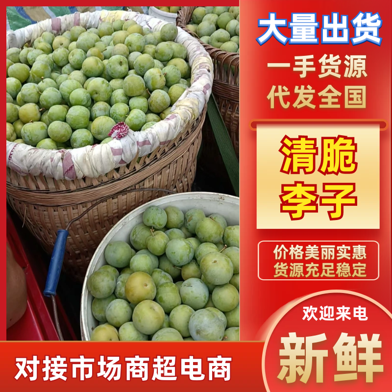 万州青脆李子大量上市重庆李子脆甜可口产地一手货源