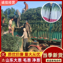 精品铁杆大葱净葱毛葱，一手货源，品质保证，可视频看货