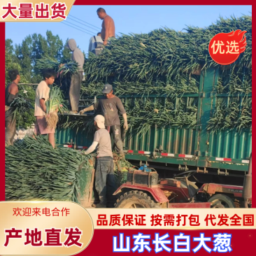 山东长白大葱，基地直发，品质保证，量大从优，对接各大批发