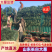 山东长白大葱，基地直发，品质保证，量大从优，对接各大批发