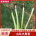 山东葱苗，品种齐全，全国供货，诚信经营，量大从优，欢迎选购