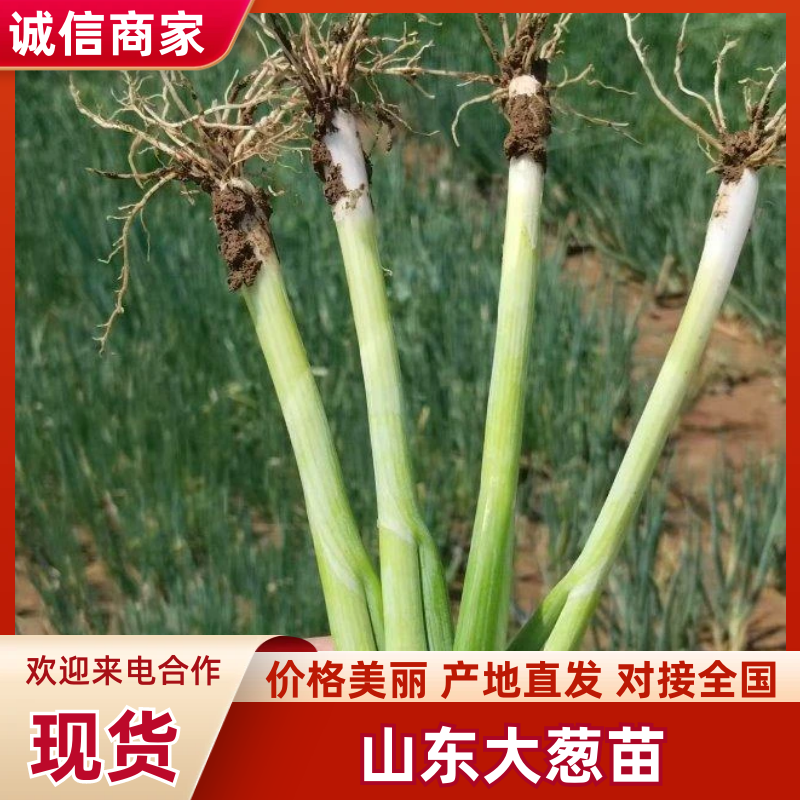 山东葱苗，品种齐全，全国供货，诚信经营，量大从优，欢迎选购